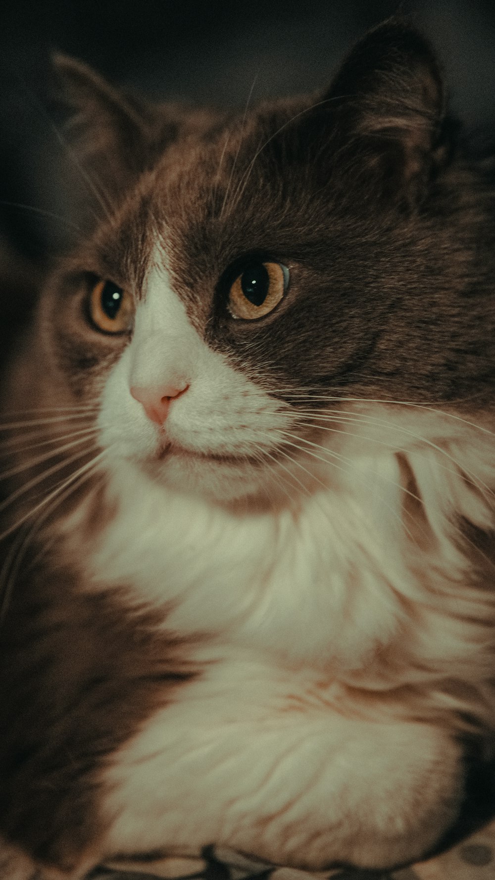 a close up of a cat laying on a bed