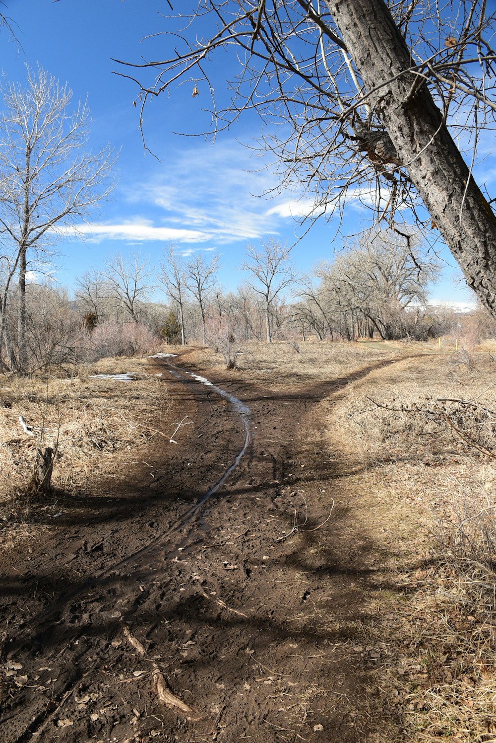 a dirt road surrounded by bare trees on a sunny day