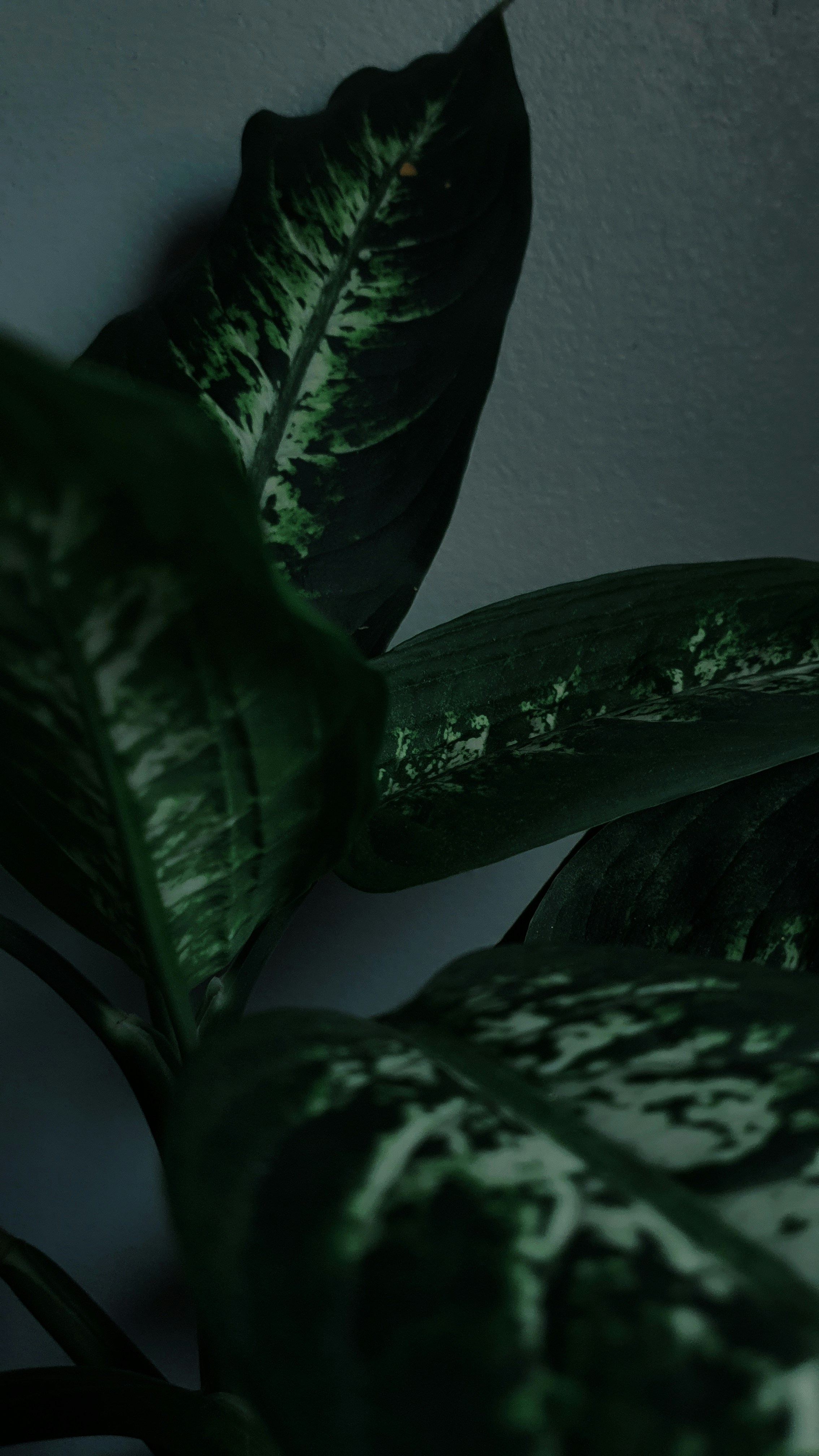 Photo by viniciusfeiten