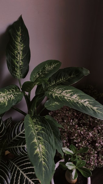 Dieffenbachia