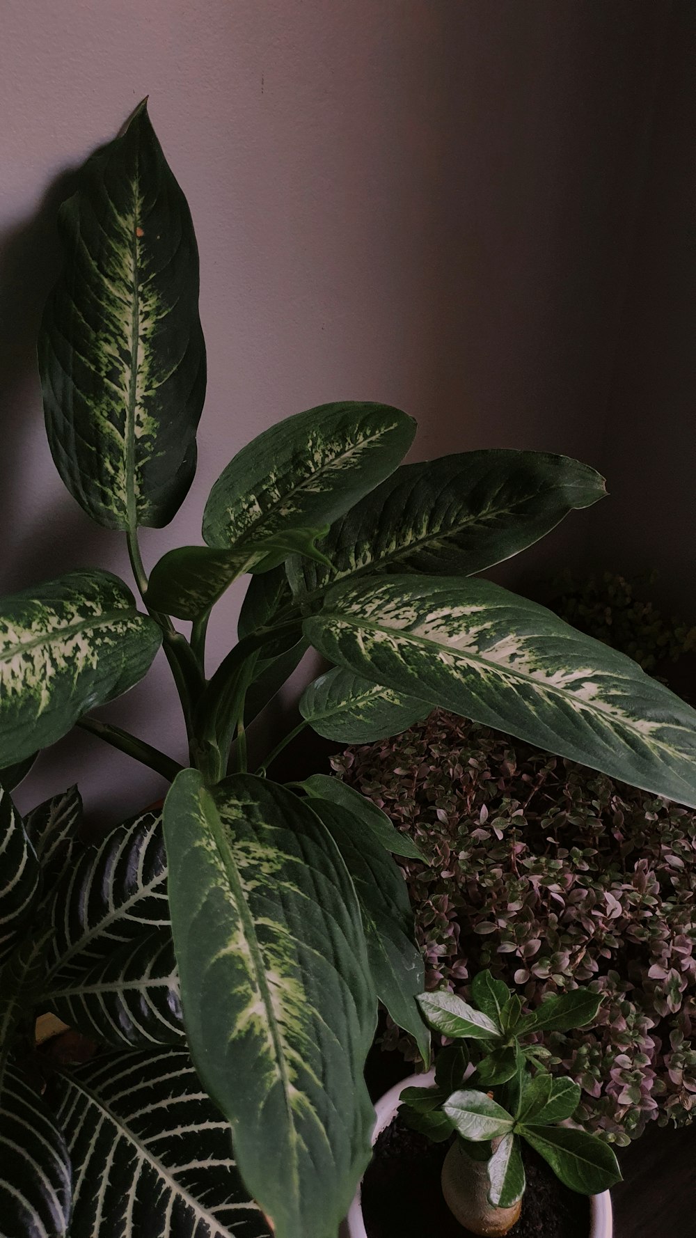 a green plant with white spots on it