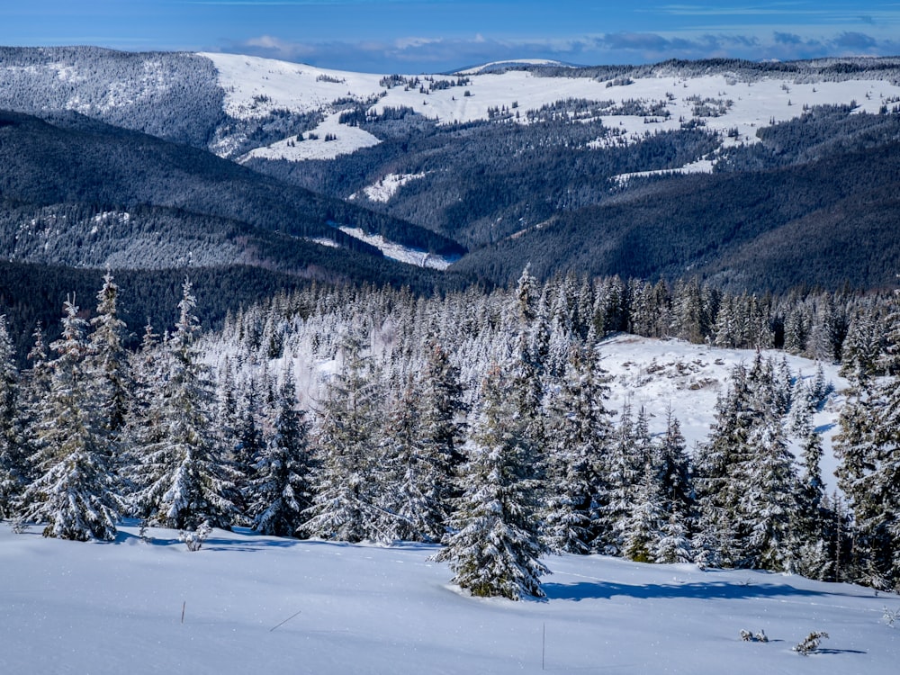 a view of a snowy mountain with trees in the foreground