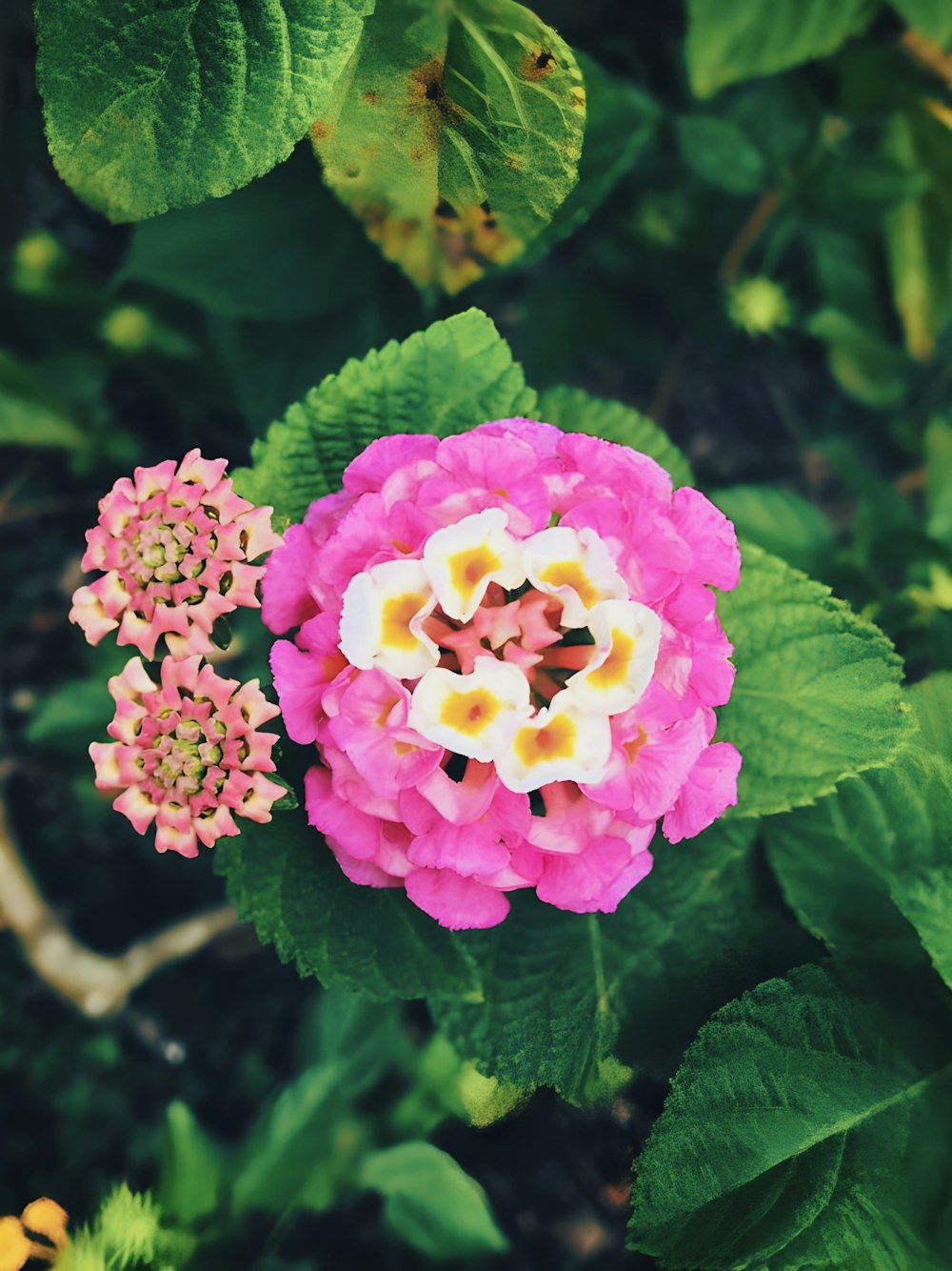 a pink and white flower with green leaves