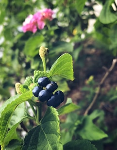 a close up of a plant with blue berries on it