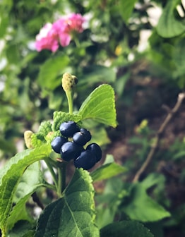 a close up of a plant with blue berries on it