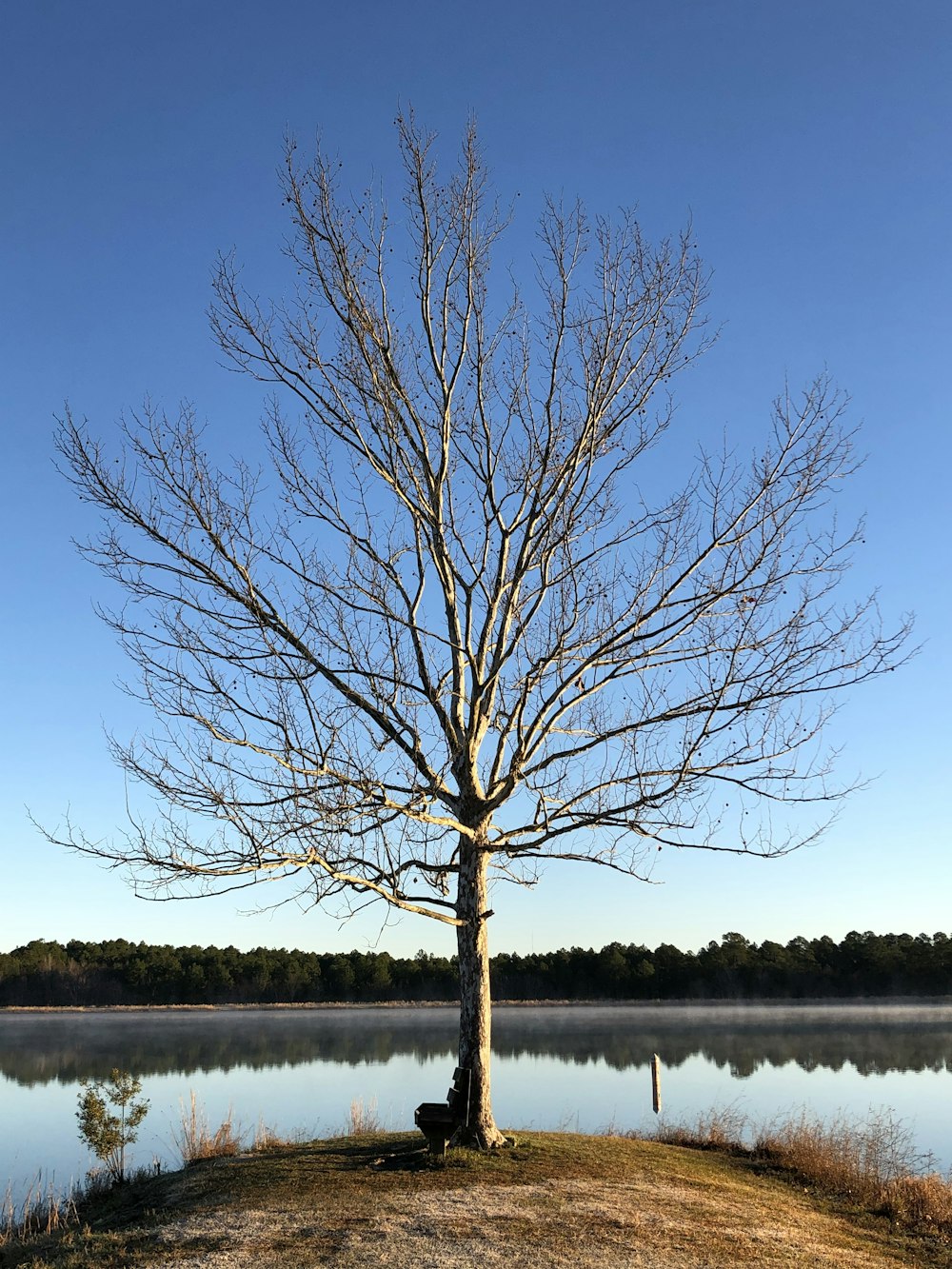 a tree with no leaves near a body of water