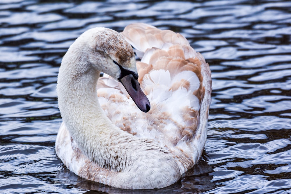 a white swan floating on top of a body of water