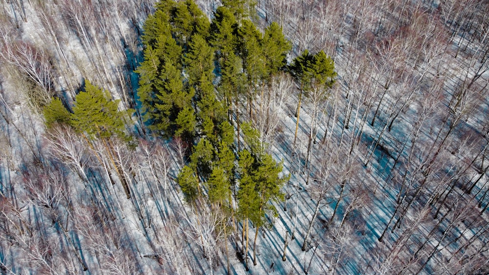 an aerial view of a tree in the middle of a forest