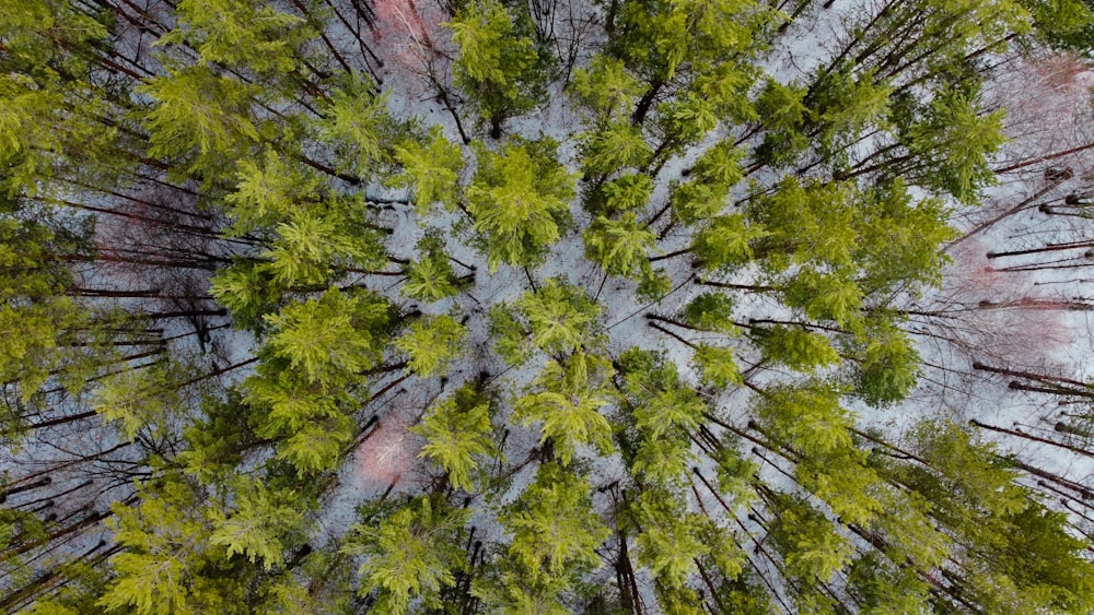 una veduta aerea di una foresta con alberi ad alto fusto