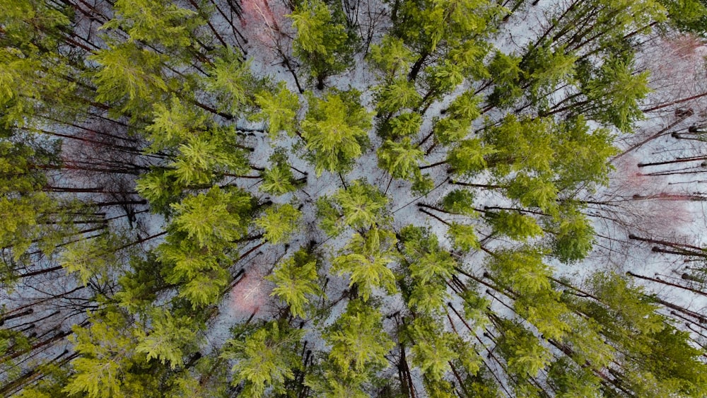 an aerial view of a forest with tall trees