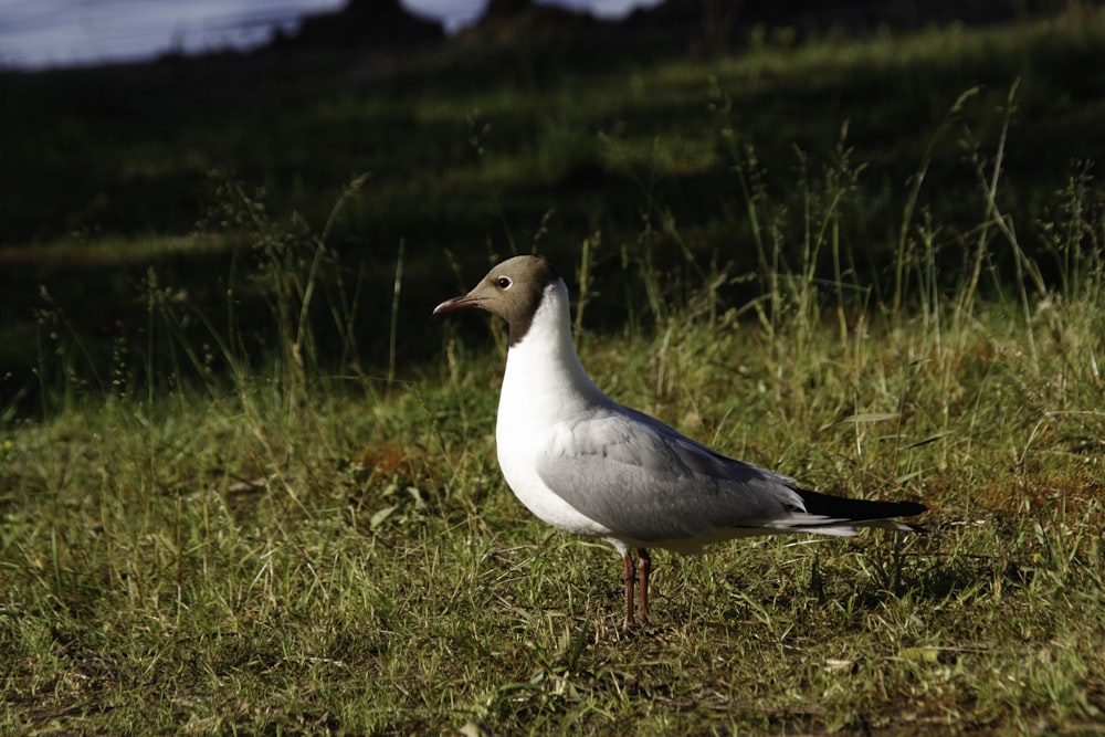 a seagull standing in a grassy field on a sunny day