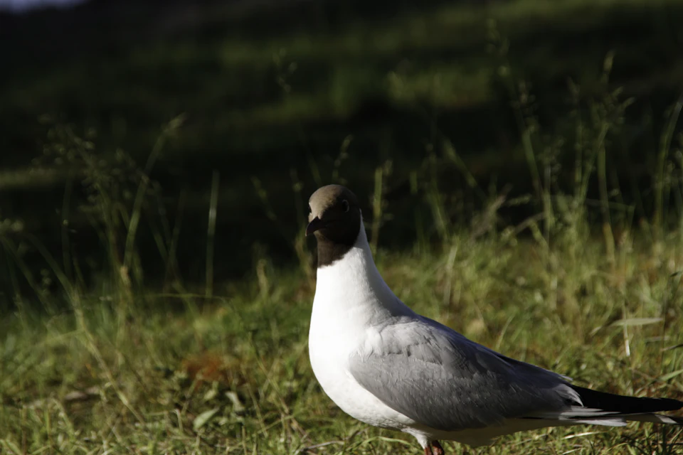 In a verdant field, a white and gray bird with a black beak is captured mid-stride, moving towards the right side of the frame. The bird's feathers are a mix of white and gray, providing a stark contrast against the lush green backdrop. The background features tall grass swaying gently in the breeze, adding depth to the scene.