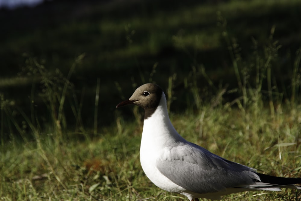 um pássaro em pé em um campo de grama