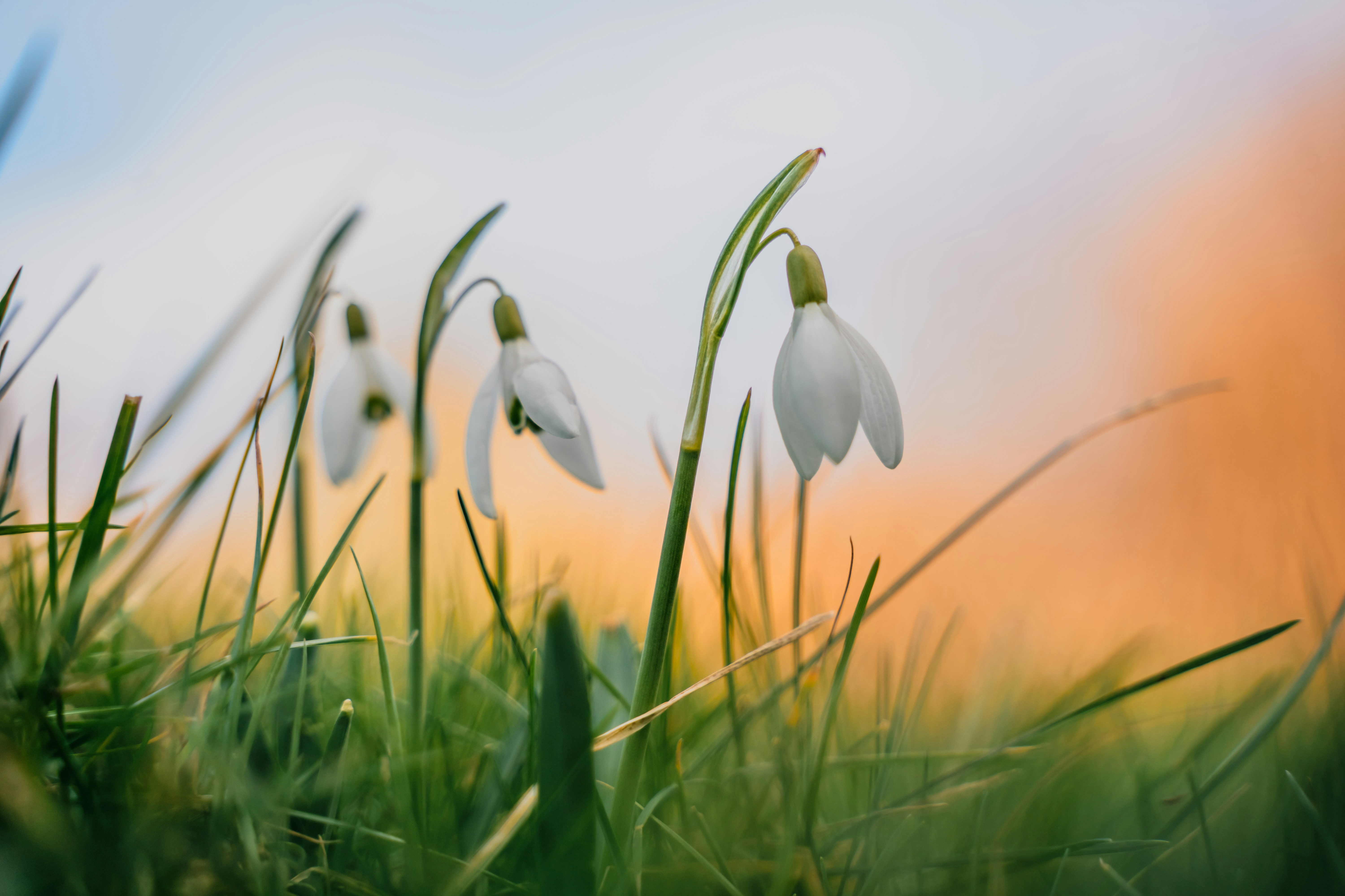 snowdrops spring
