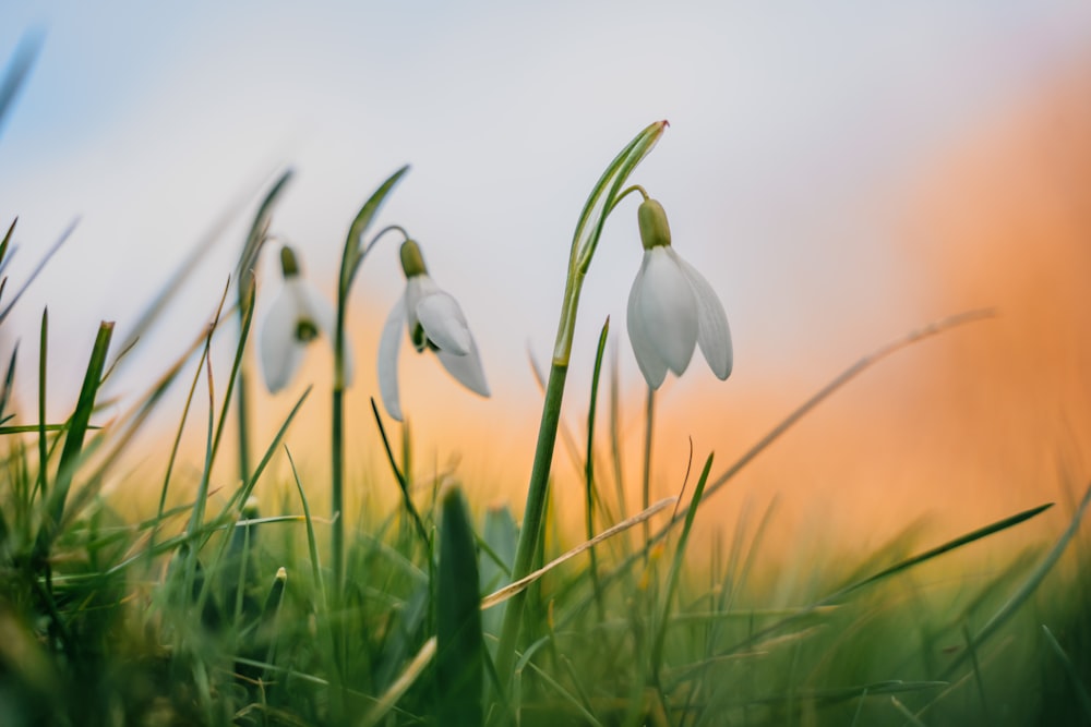 a group of white flowers sitting on top of a lush green field