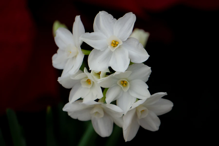 A bowl of paperwhites to force