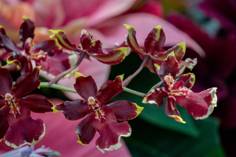 a close up of a bunch of flowers