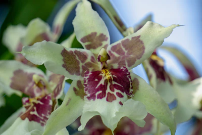 close-up of delicate orchid petals resting on a textured beige linen cloth