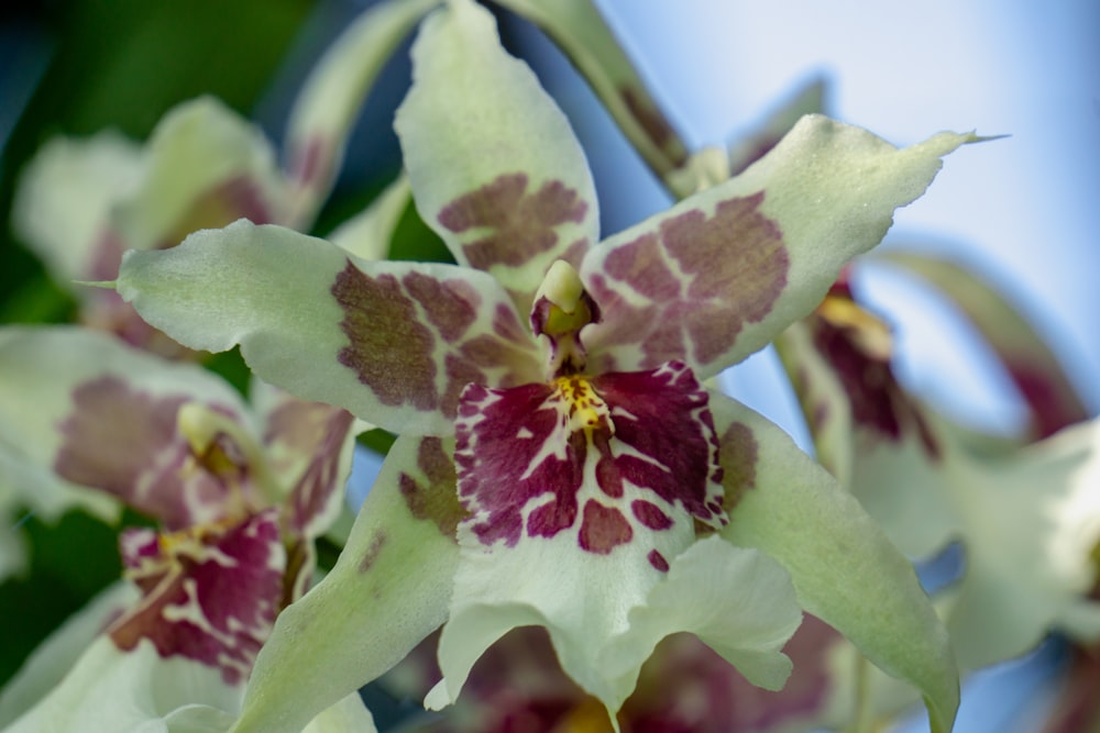 a close up of a flower with a sky background