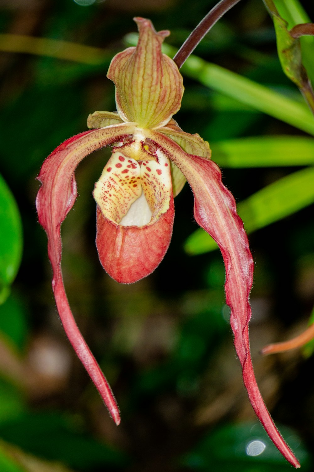 a close up of a flower on a plant