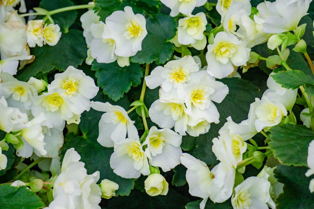 a bunch of white flowers with green leaves