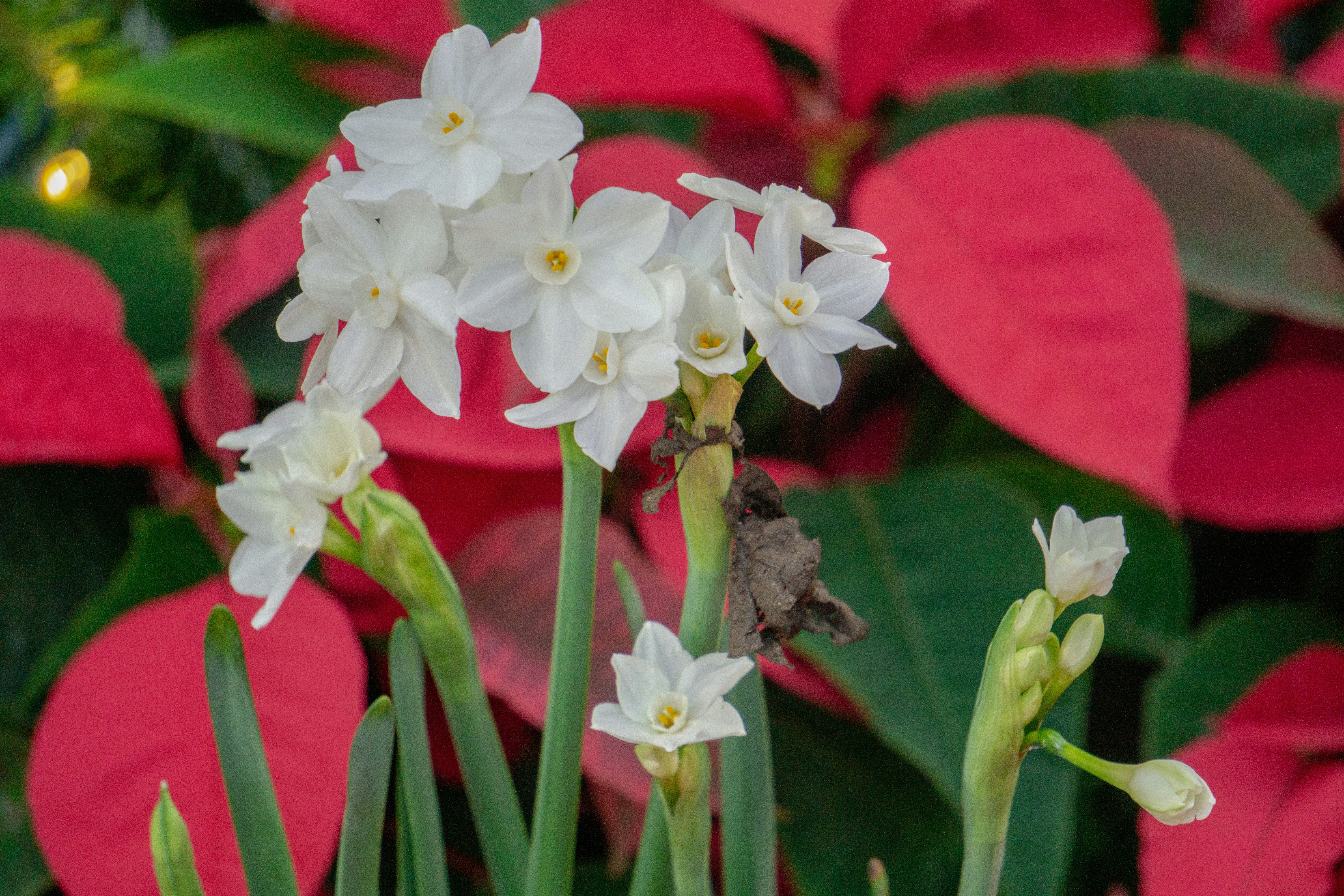 Cluster of white paperwhite narcissus flowers and buds in front of red poinsettia leaves