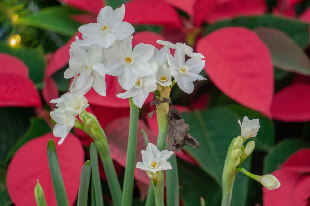 a group of white flowers with green stems