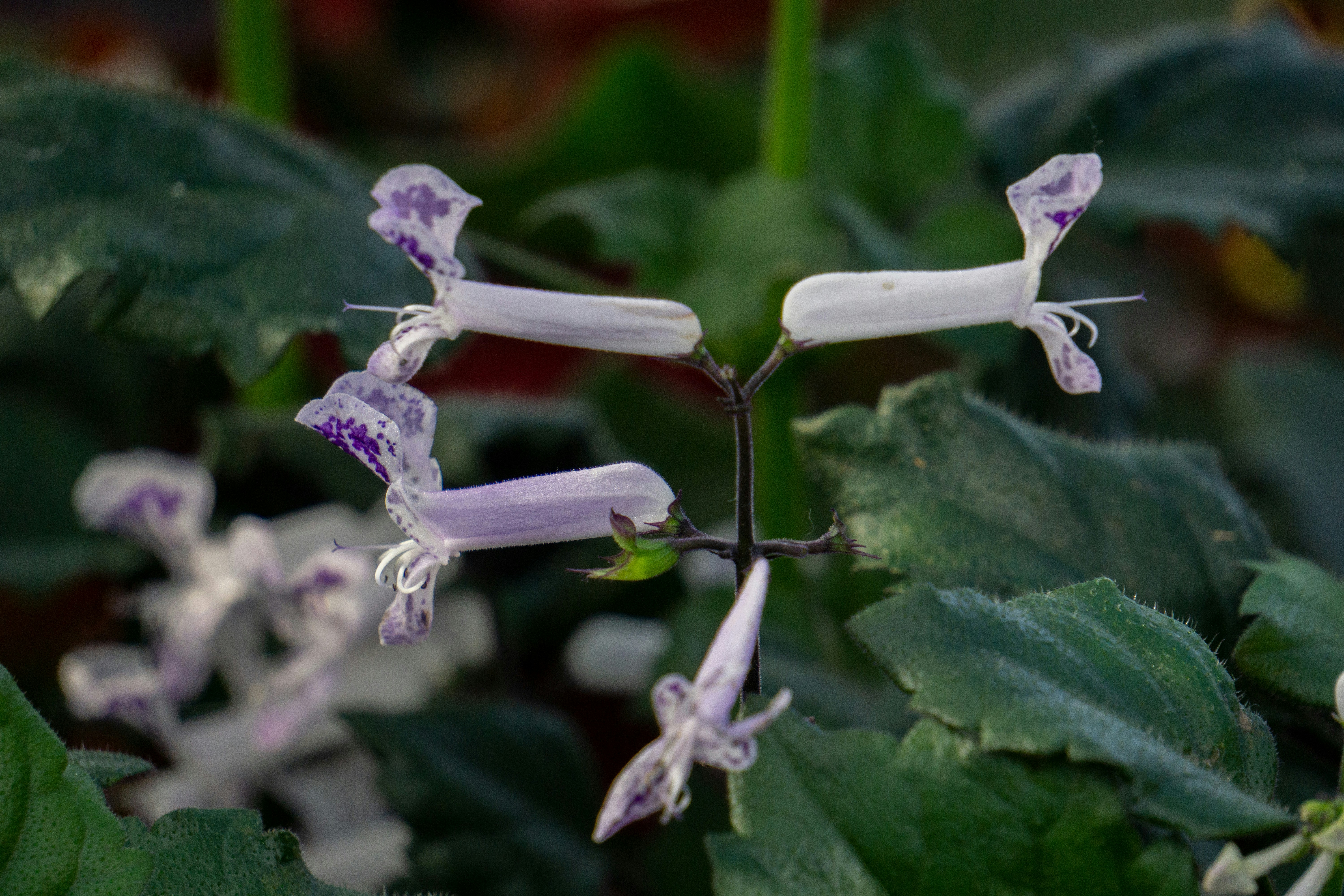 New Hope: Ofatumumab for Tough CIDP Cases