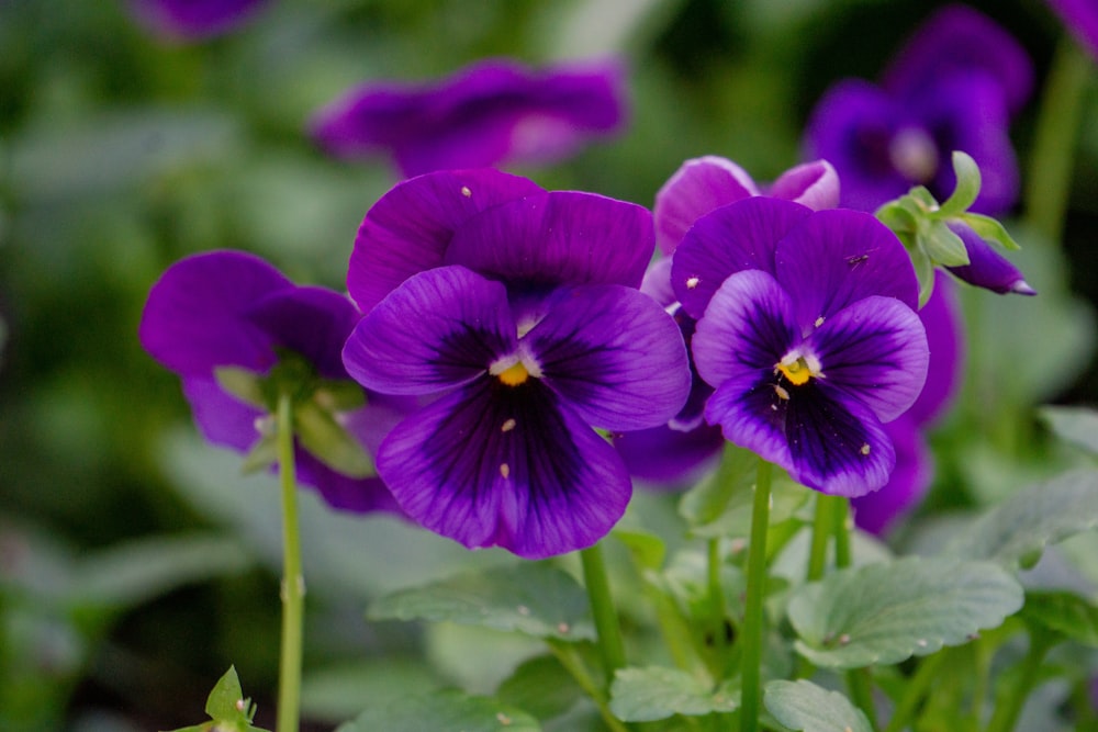 a group of purple flowers with green leaves