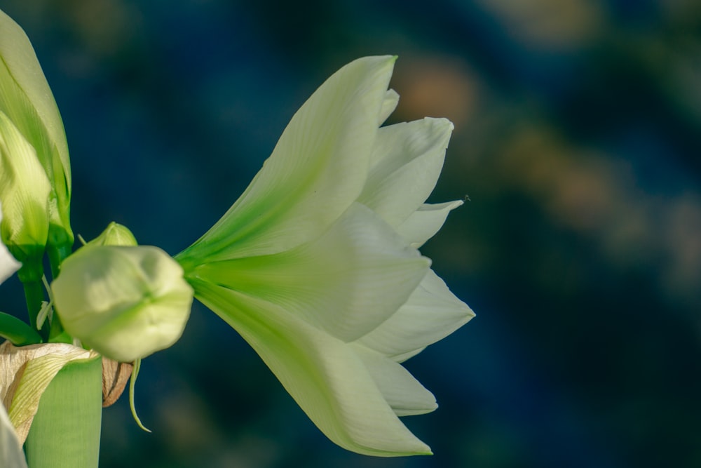 a close up of a flower with a blurry background