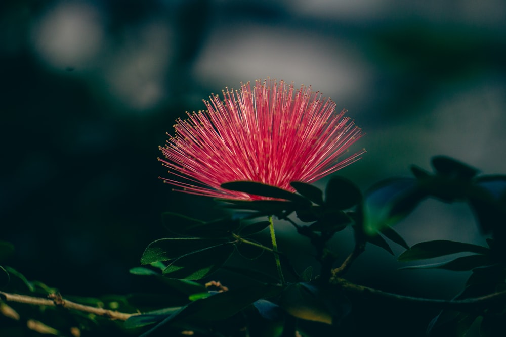 a pink flower with green leaves in the background