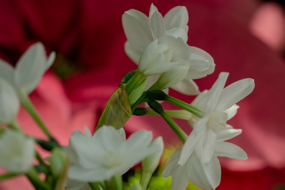 eine Nahaufnahme eines Straußes weißer Blumen