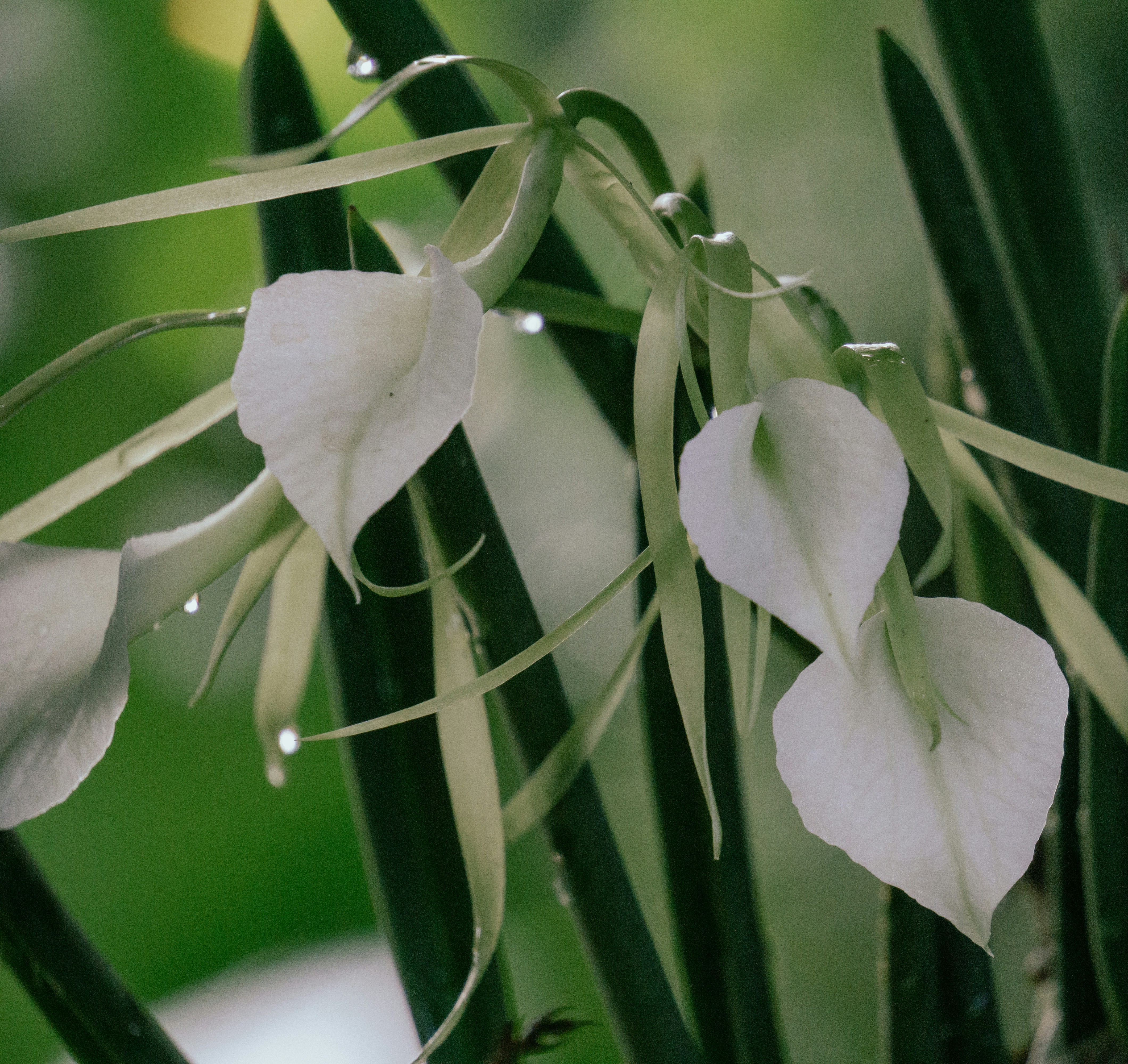 A close up of a plant with white flowers photo – Free Flowers Image on ...