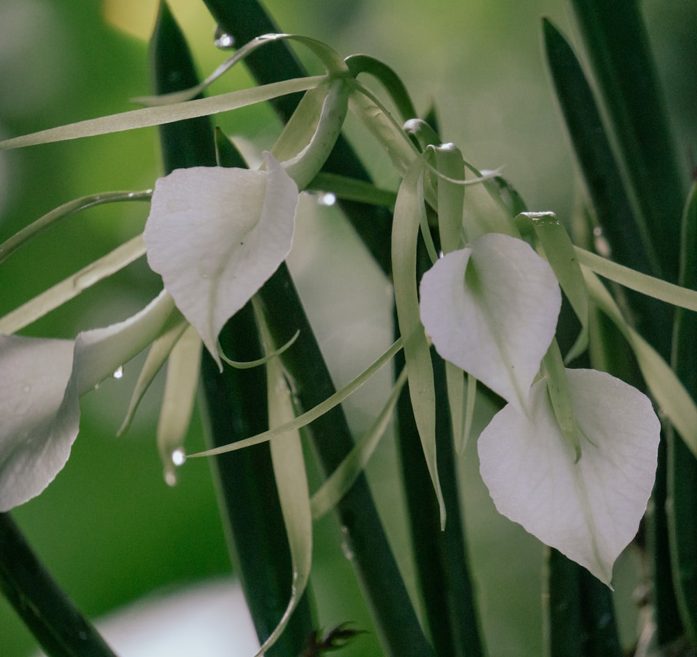 a close up of a plant with white flowers