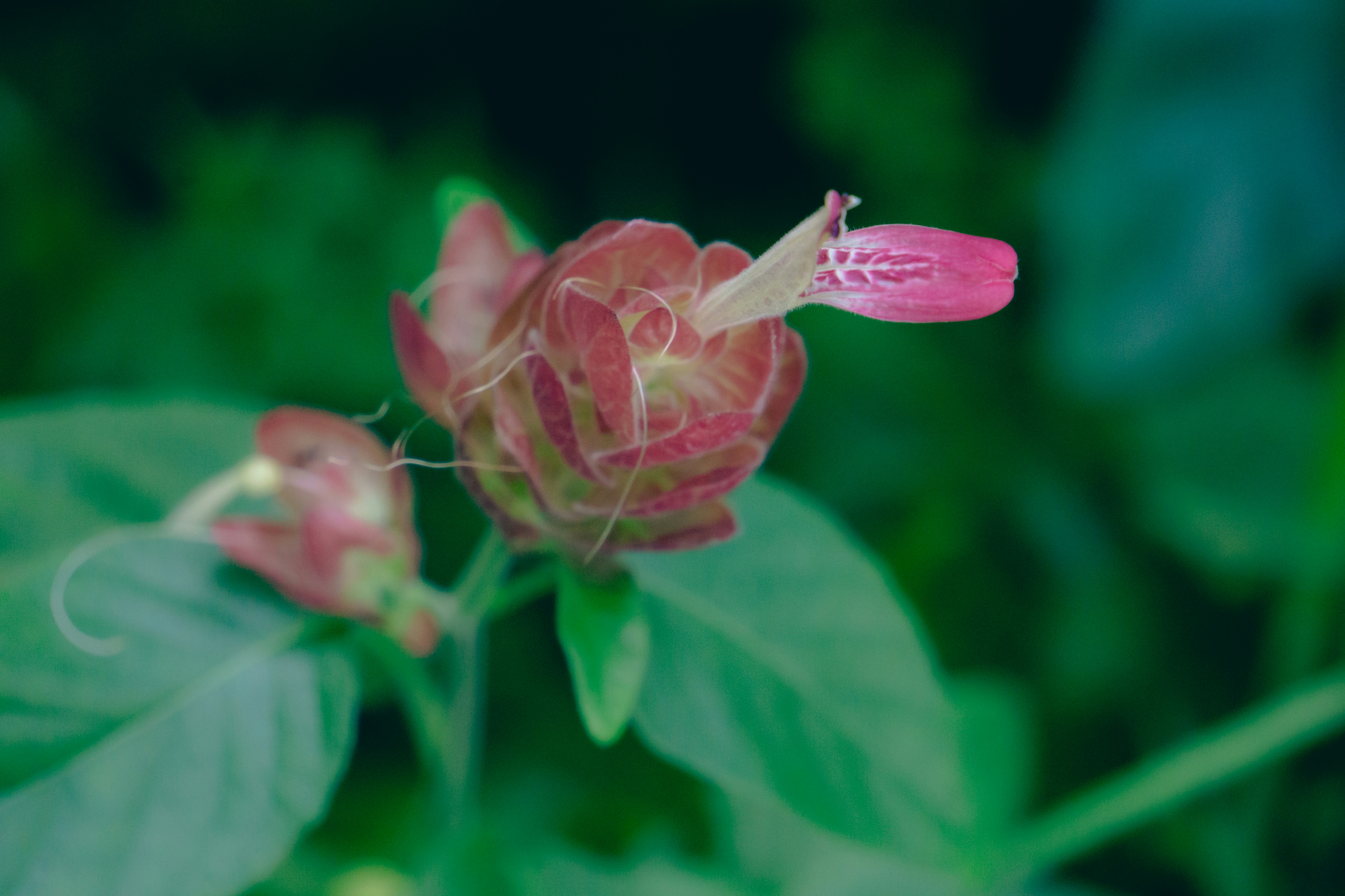 Photo by aravindreddytarugu