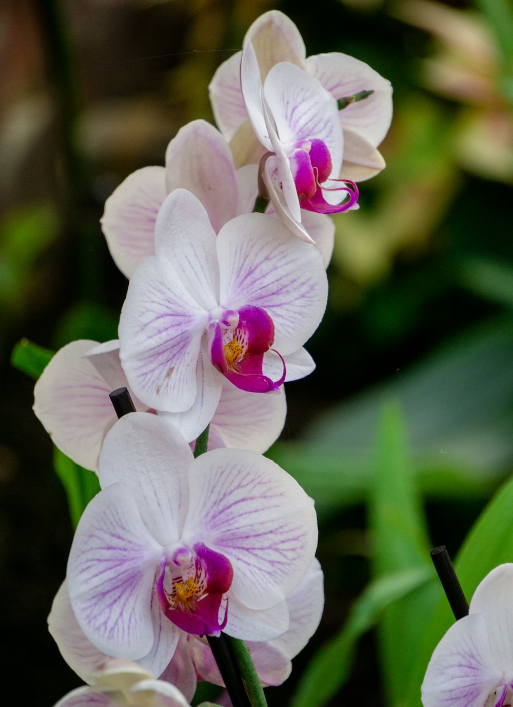 a group of white and purple flowers in a garden