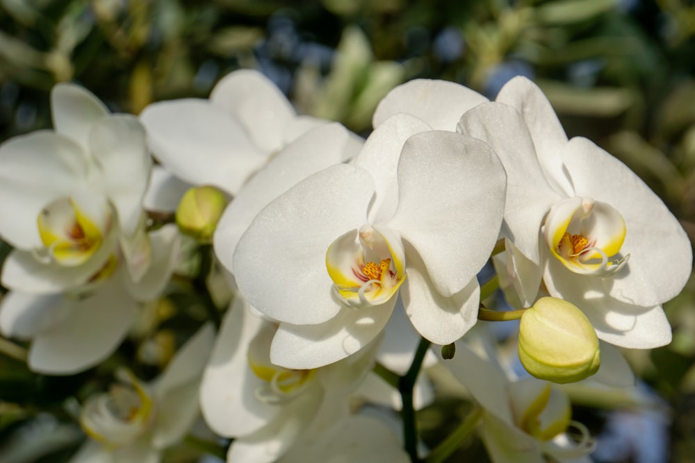 a bunch of white flowers with yellow centers