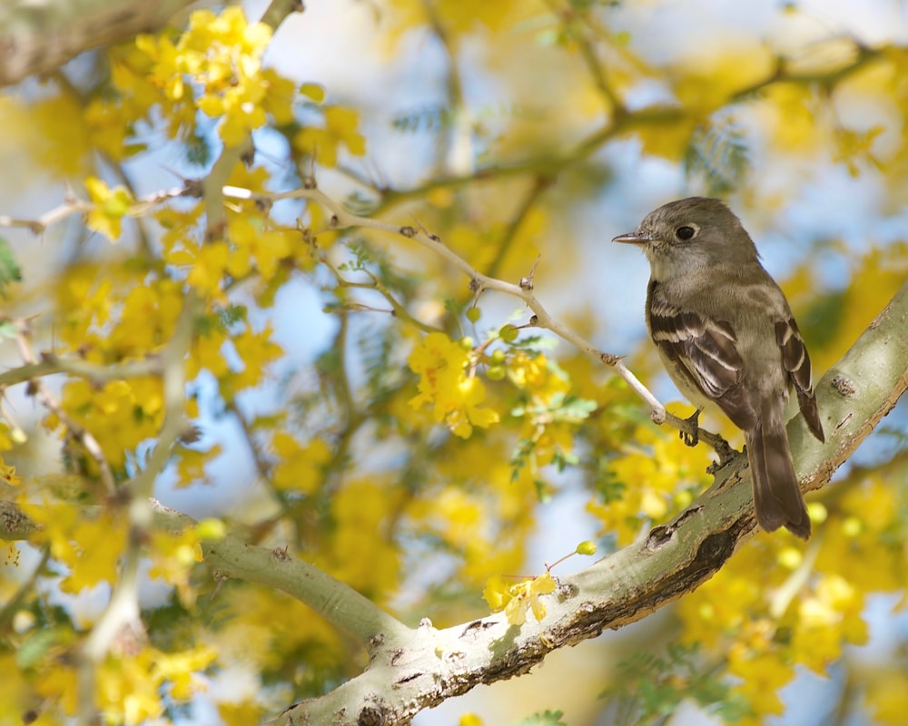 a small bird perched on a branch of a tree