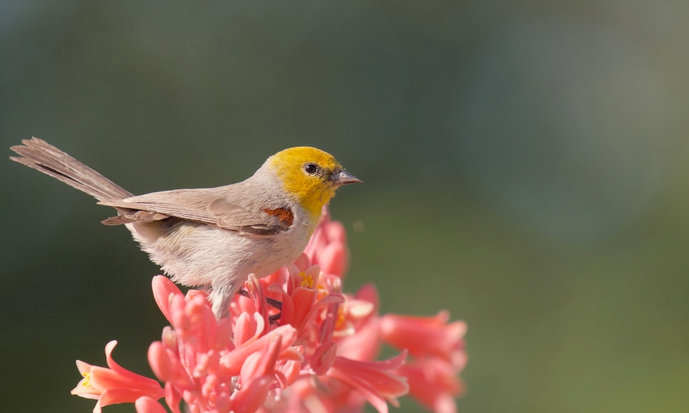a small bird perched on top of a red flower