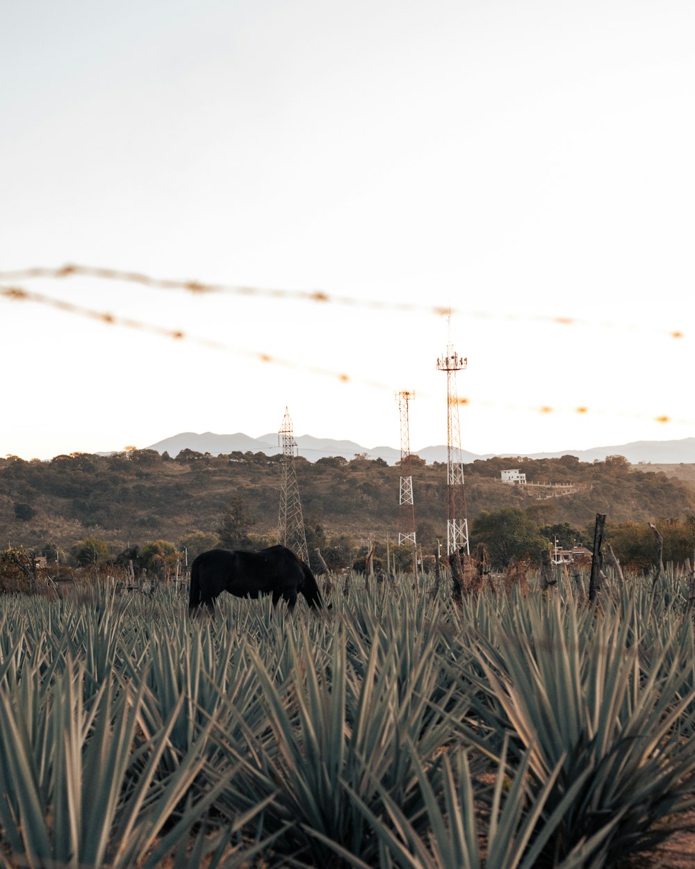 a cow grazing in a field of pineapples