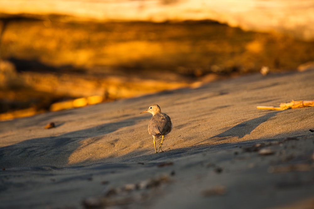 a small bird standing on a sandy beach