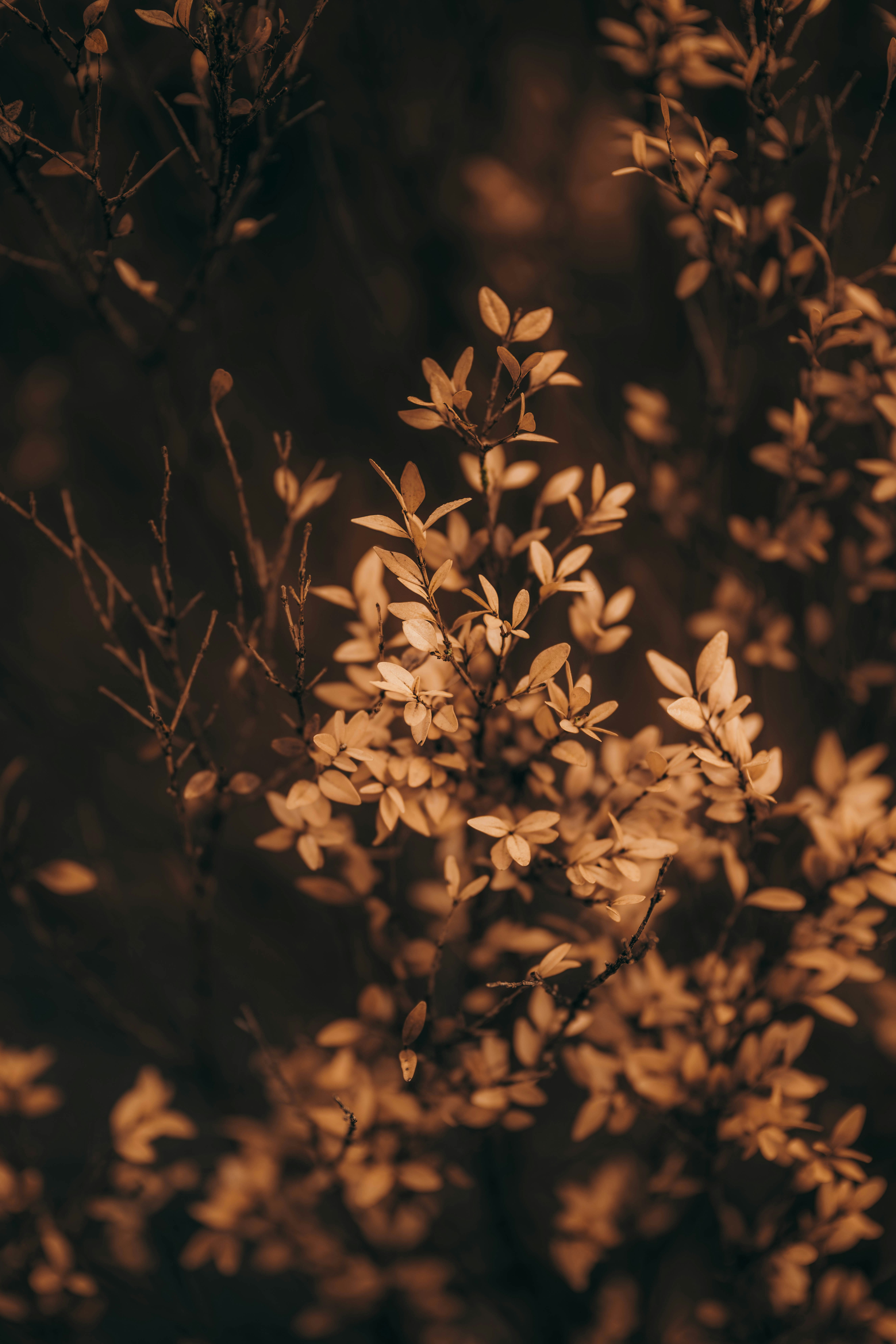 Foto zum Thema Nahaufnahme einer Pflanze mit Blättern Kostenloses