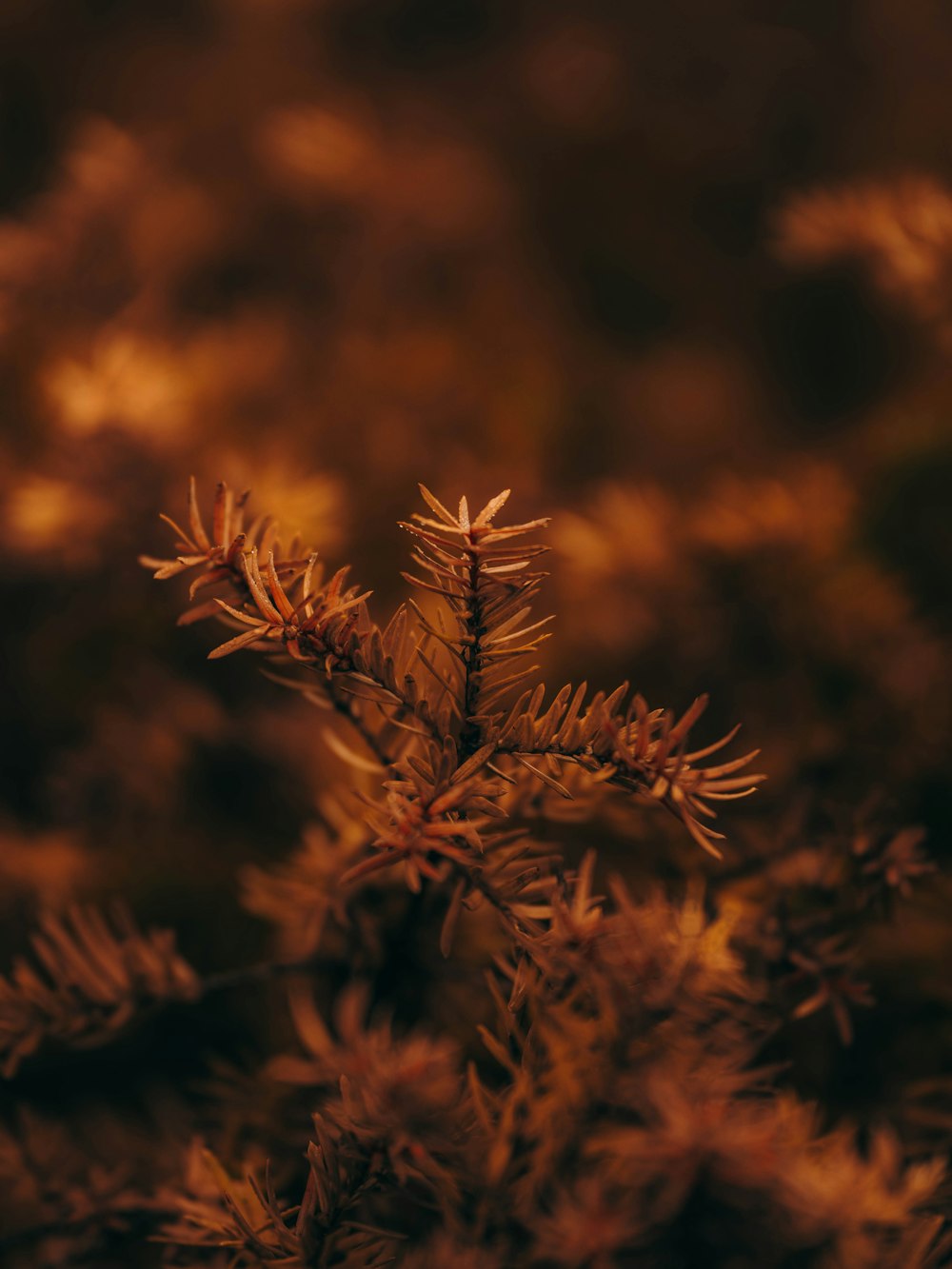 a close up of a tree branch with a blurry background