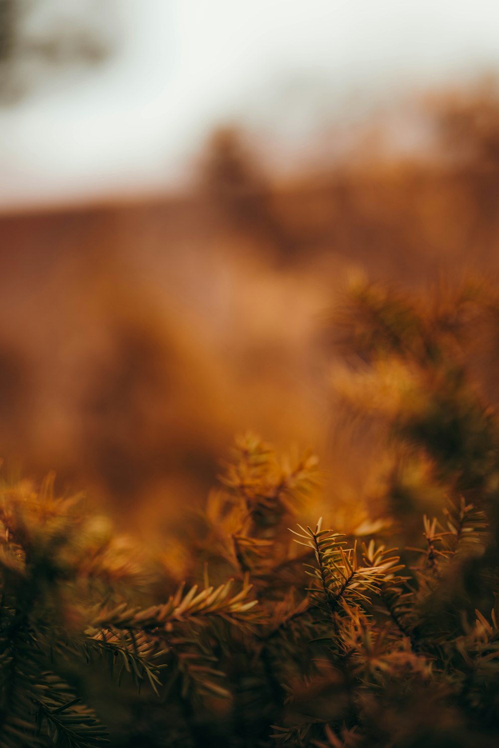 a blurry photo of a pine tree
