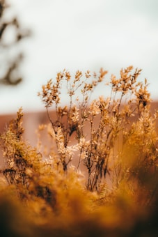 An image showcasing tall, delicate stalks with small leaves and flowers in shades of gold and brown. These plants are set against a soft, out-of-focus background with hints of sky and blurred natural elements.