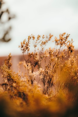 An image showcasing tall, delicate stalks with small leaves and flowers in shades of gold and brown. These plants are set against a soft, out-of-focus background with hints of sky and blurred natural elements.