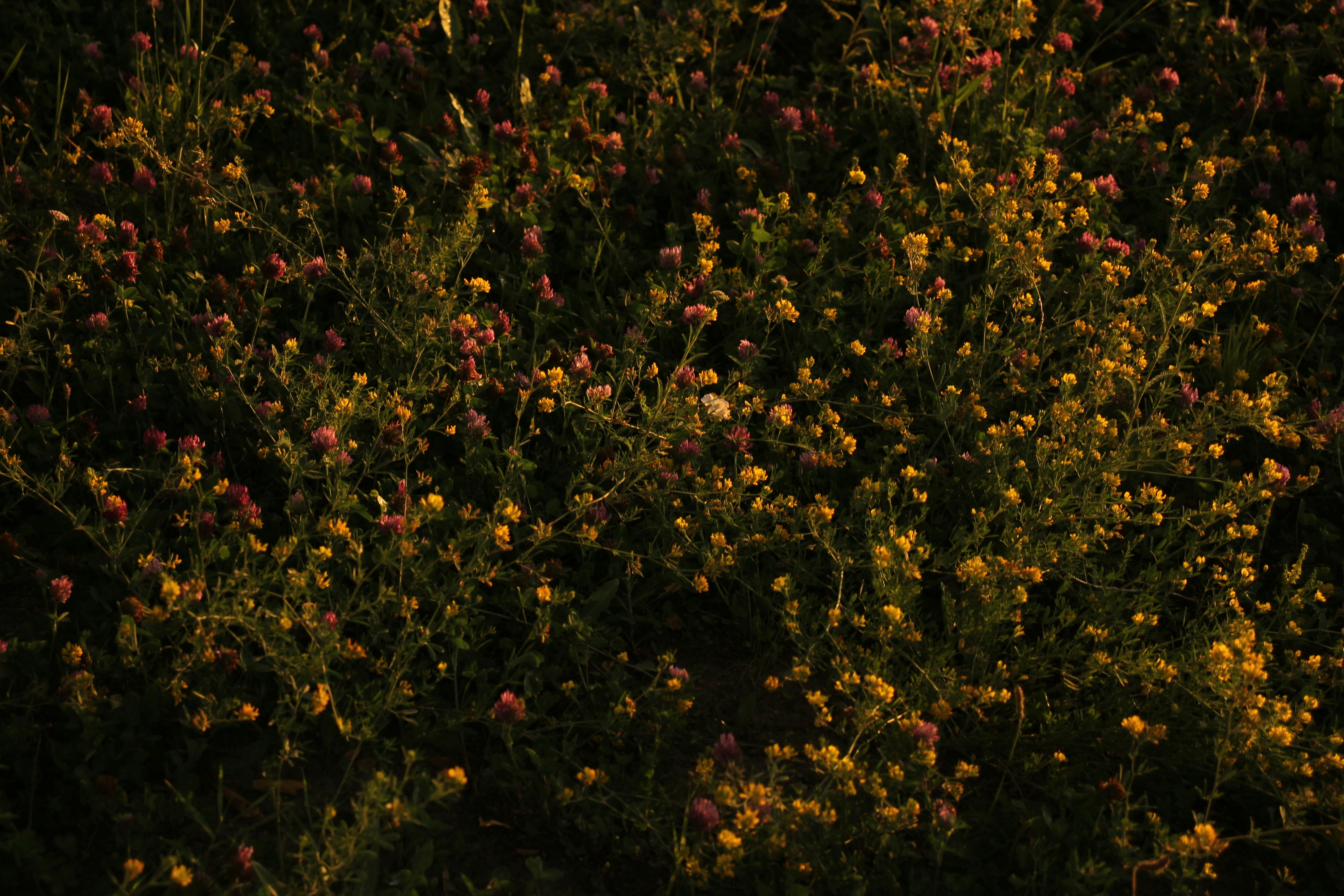 Safeguard Workshop Tool