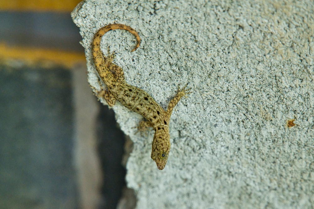 a small lizard sitting on top of a rock