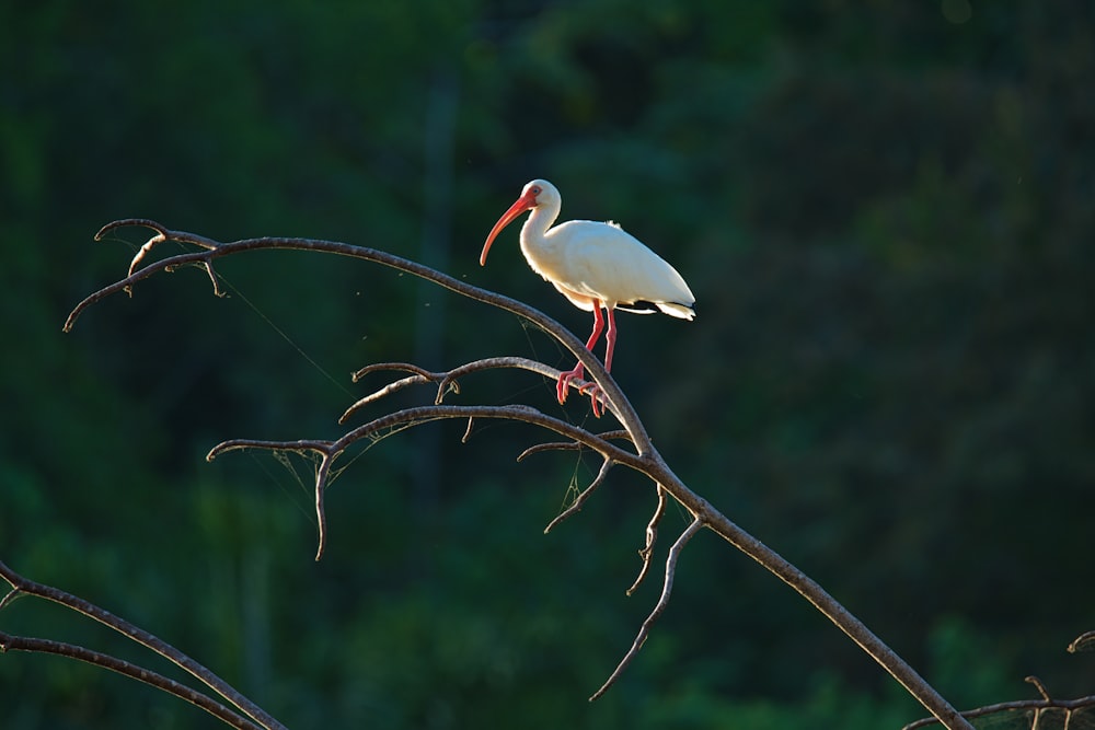 um pássaro branco sentado em cima de um galho de árvore