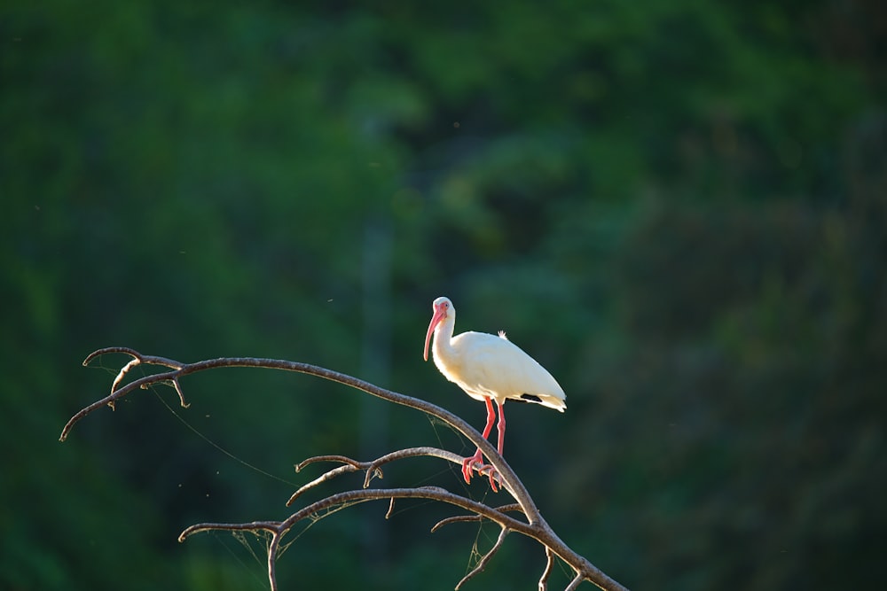 un oiseau blanc assis au sommet d’une branche d’arbre